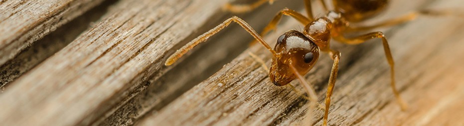 ant exterminators